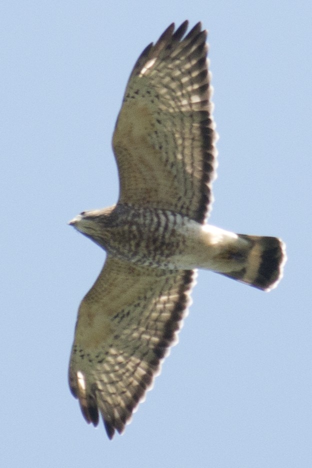Broad-winged Hawk - ML34361841