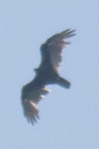 Turkey Vulture - ML34361871