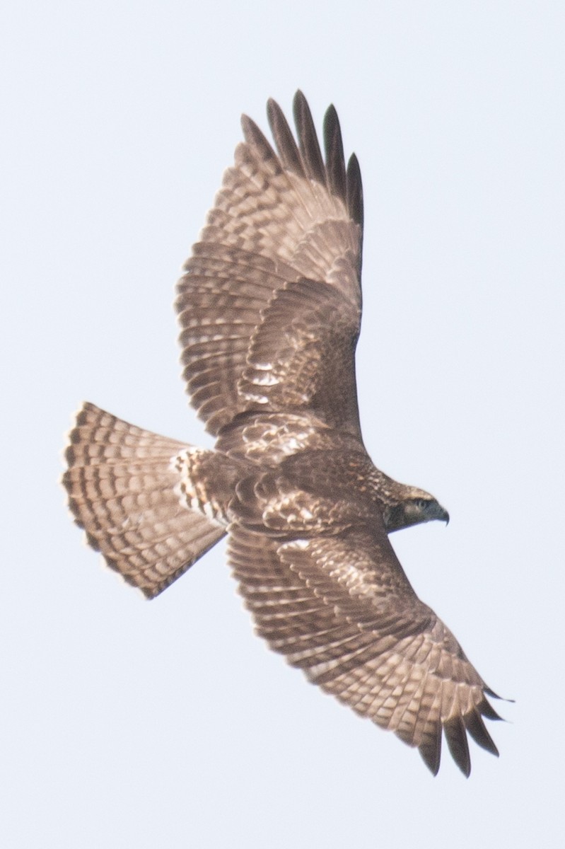 Red-tailed Hawk - ML34361901