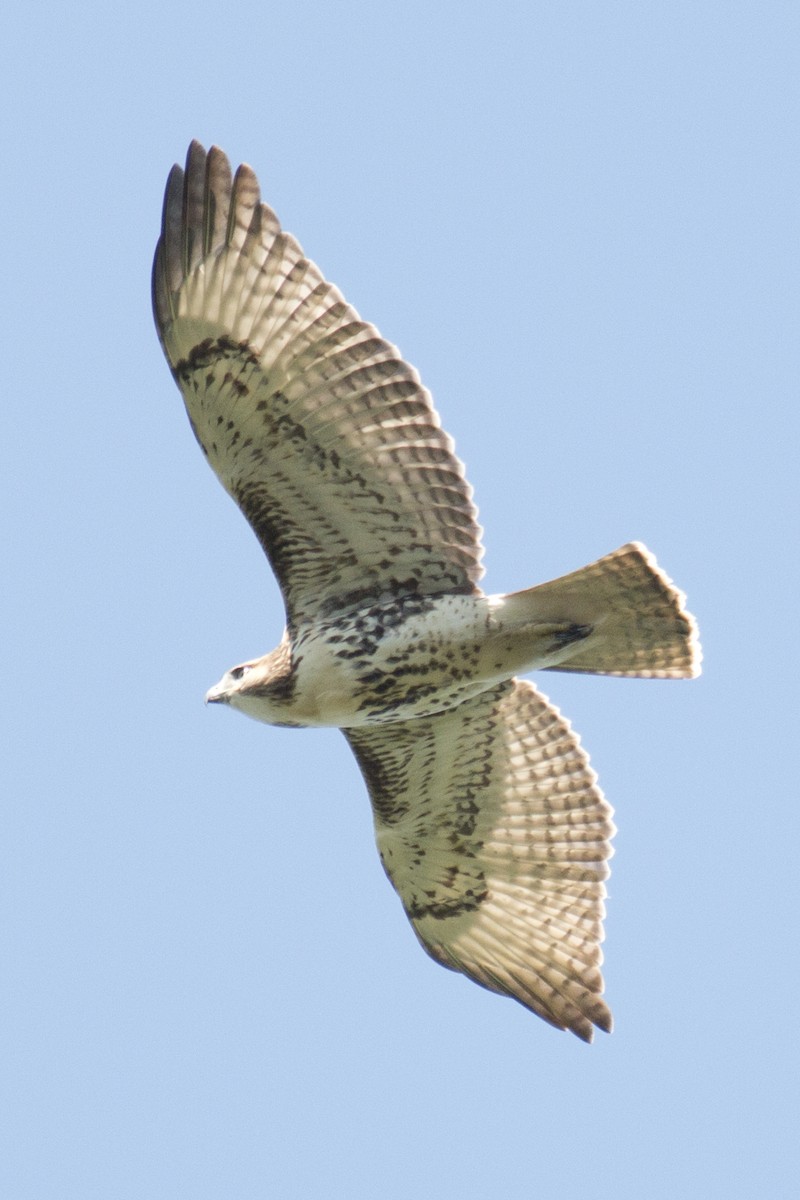 Red-tailed Hawk - ML34361921
