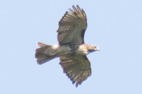Red-tailed Hawk - ML34362031