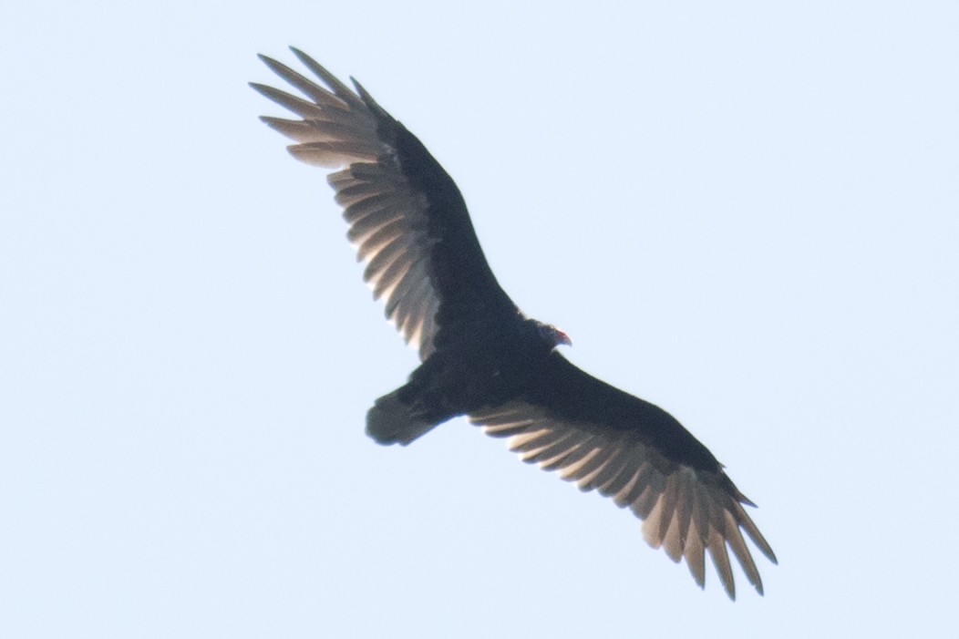 Turkey Vulture - ML34362281