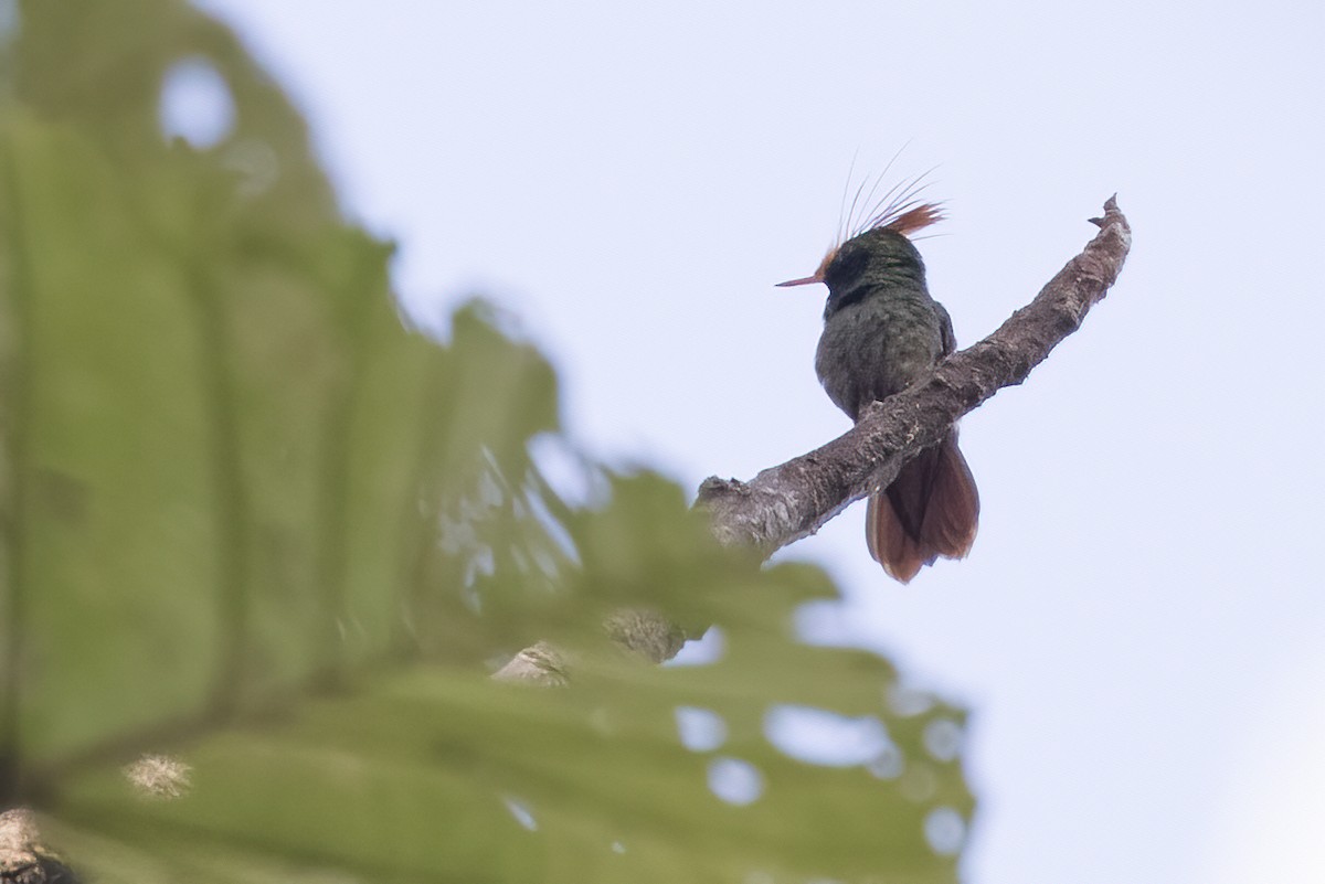 Rufous-crested Coquette - ML343623341