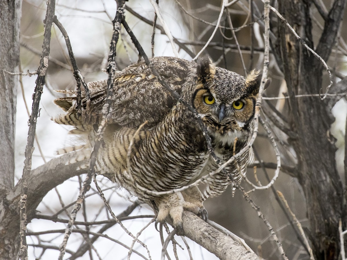 Great Horned Owl - ML34362391