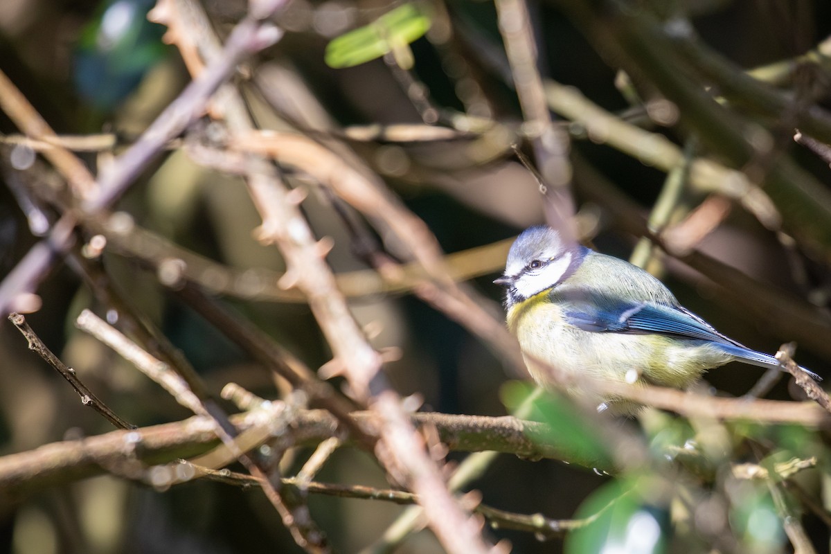 Eurasian Blue Tit - ML343624031