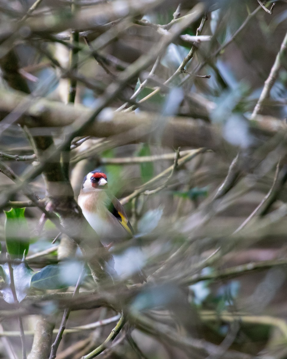 European Goldfinch - ML343624071