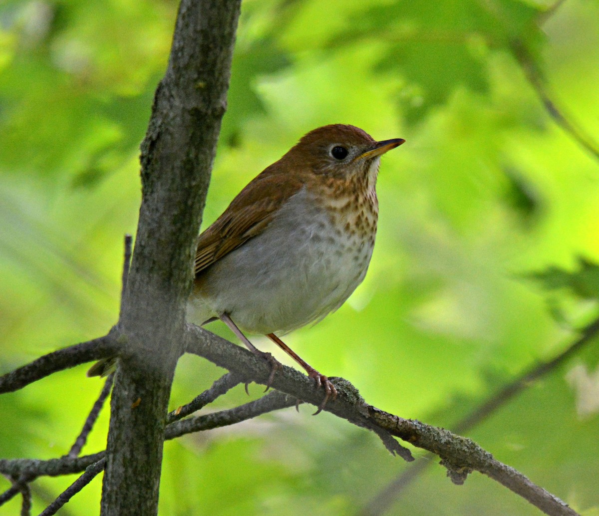 Veery - ML343624311