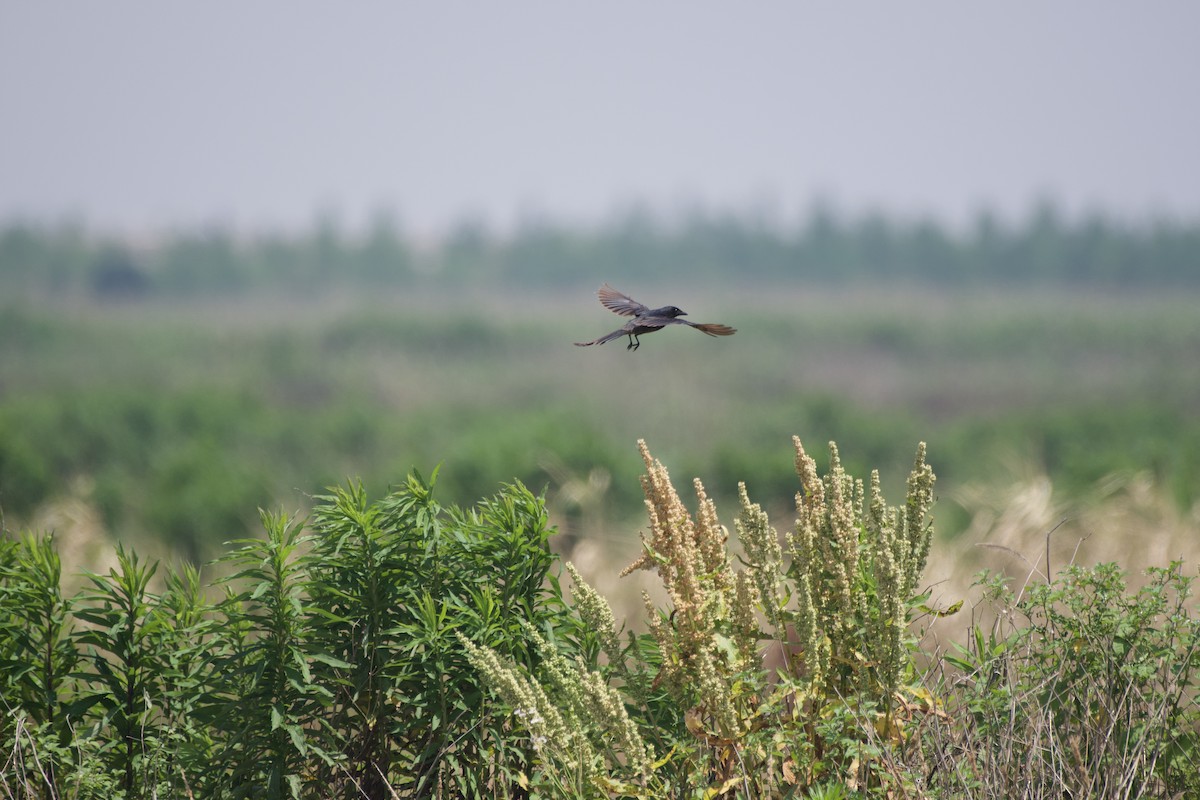 Black Drongo - Zhaokuan Hao