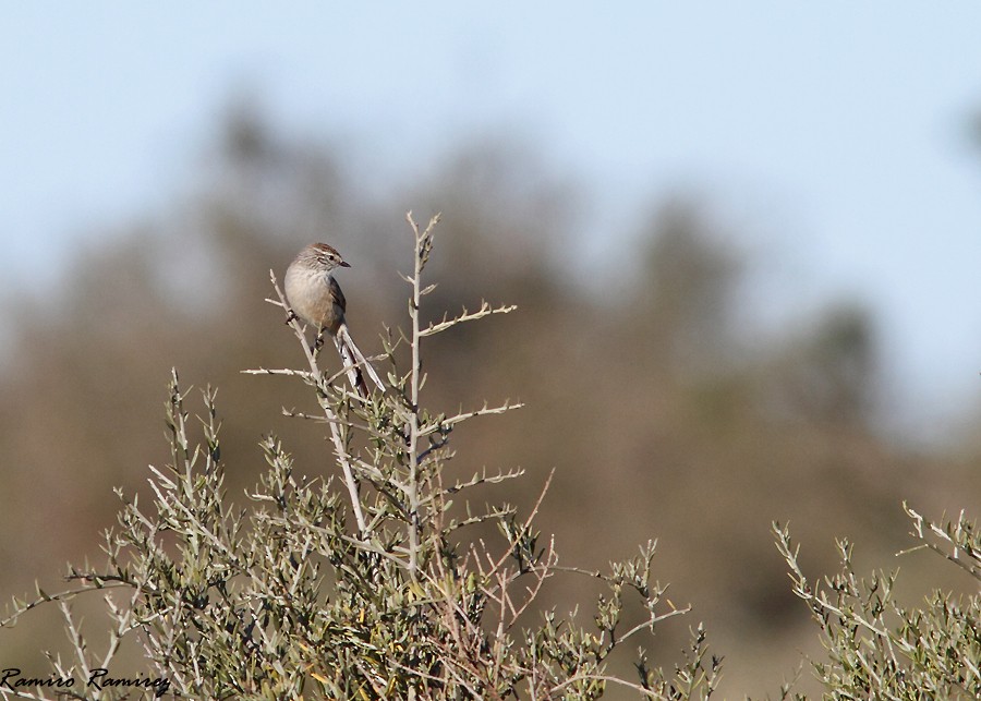 Plain-mantled Tit-Spinetail - ML343627431