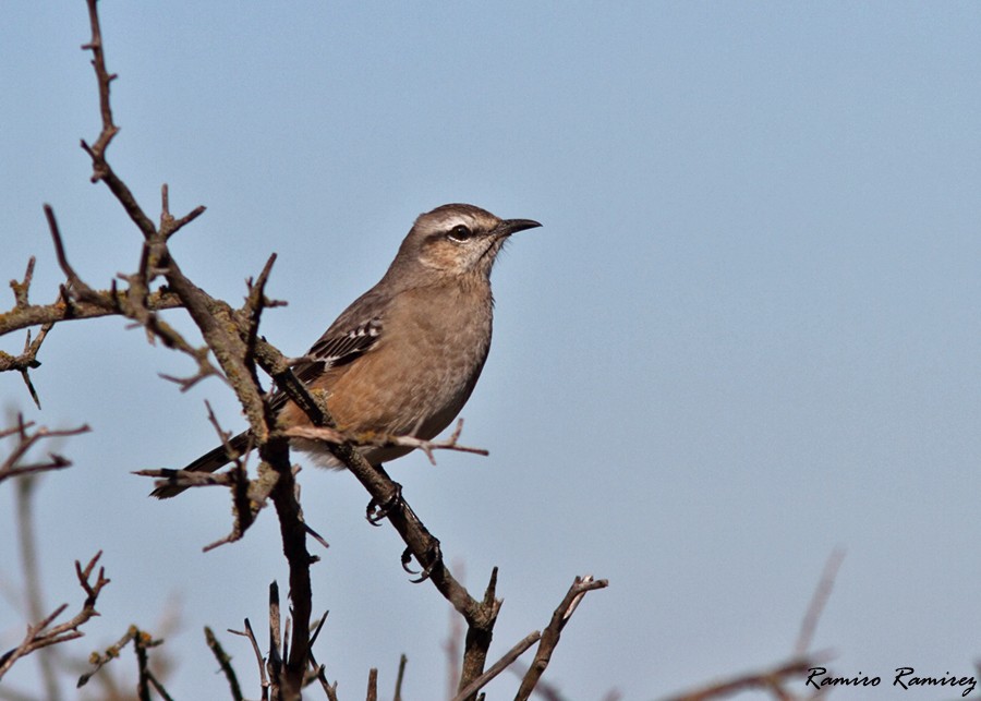 Patagonian Mockingbird - ML343627541