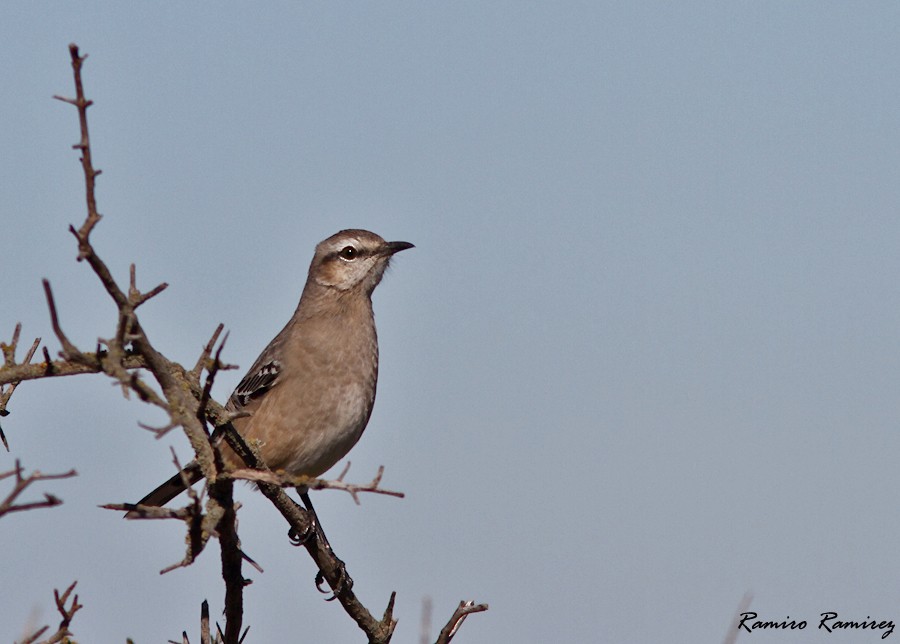 Patagonian Mockingbird - ML343627551