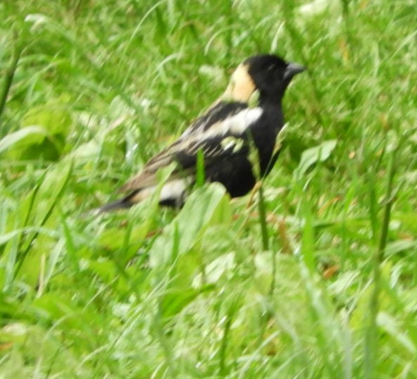 Bobolink - ML343628401