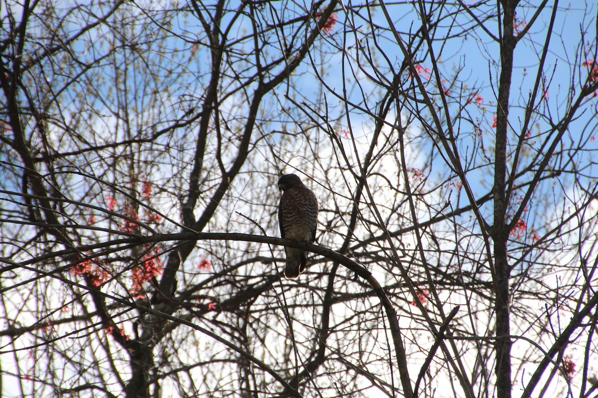Red-shouldered Hawk - ML343628501