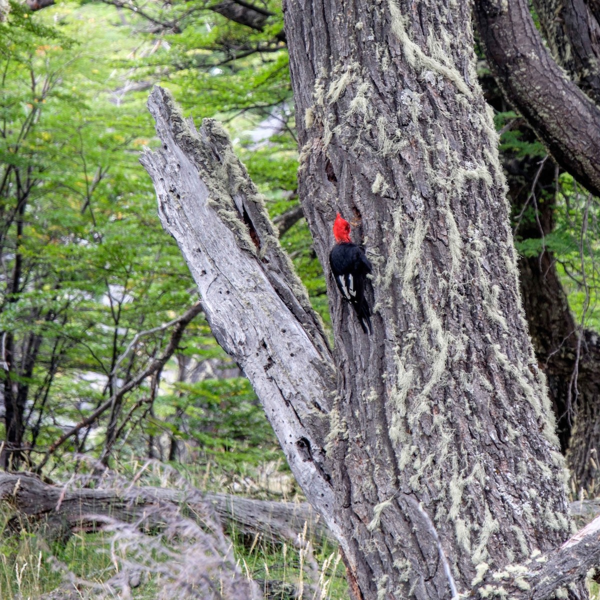 Magellanic Woodpecker - ML34362871