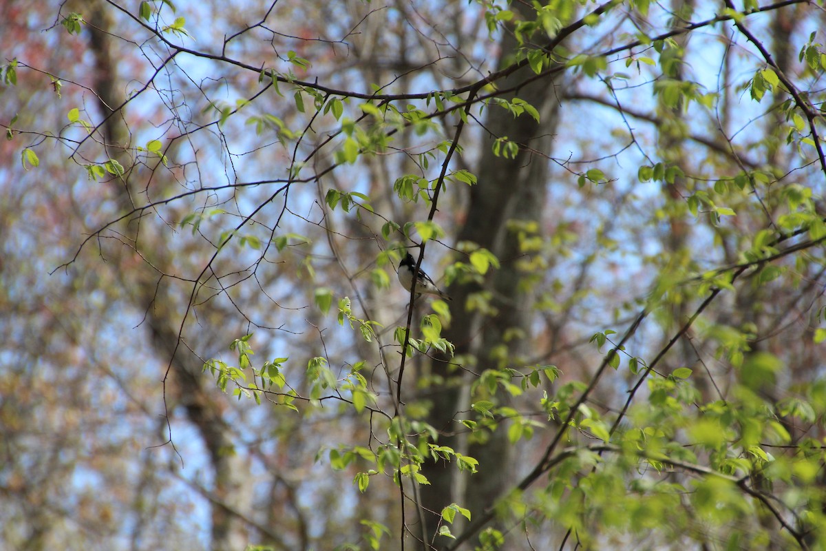 Black-throated Blue Warbler - ML343628971
