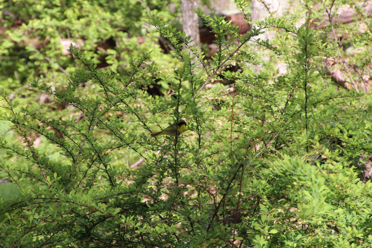 Common Yellowthroat - ML343629151