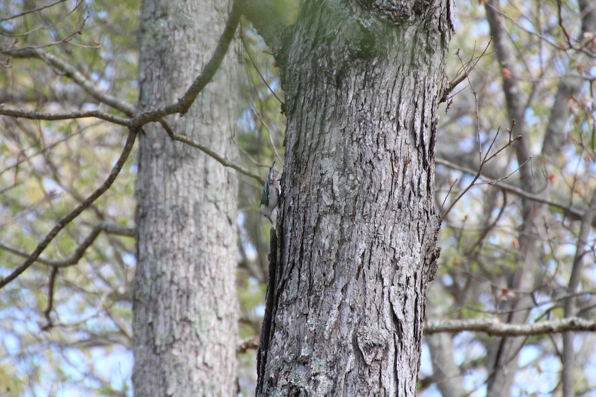 White-breasted Nuthatch - ML343629371