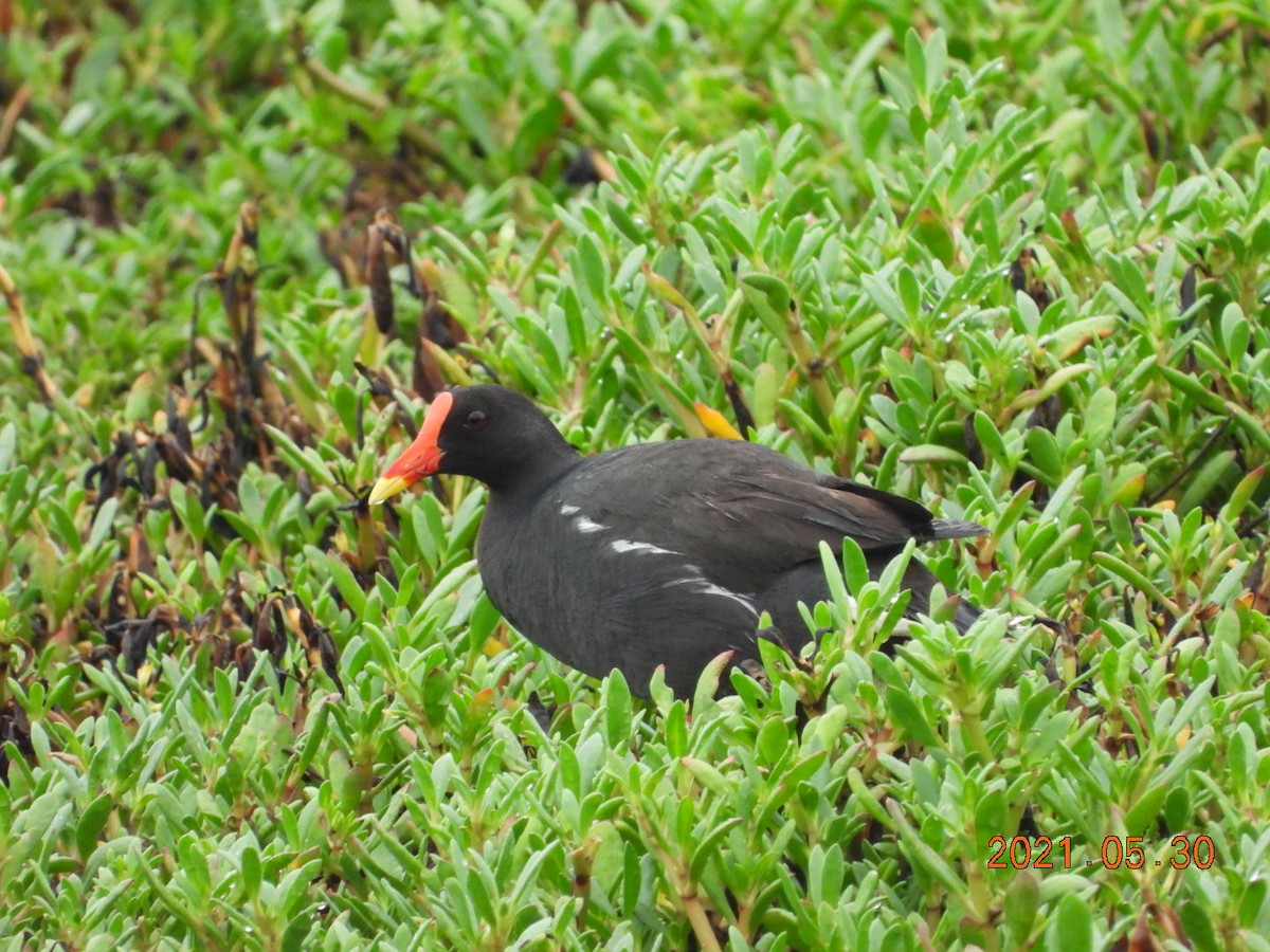 Eurasian Moorhen - ML343630081