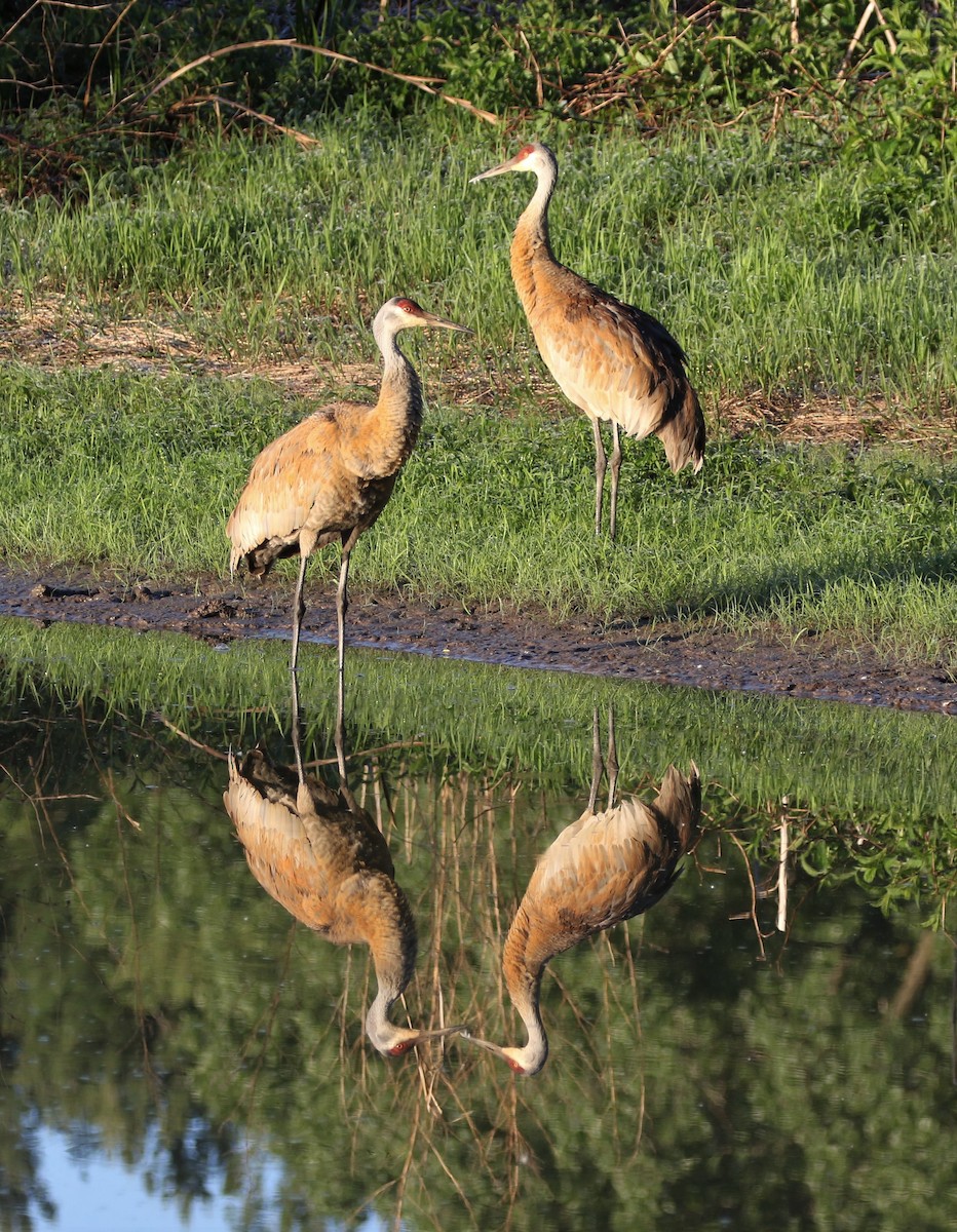 Sandhill Crane - ML343633491