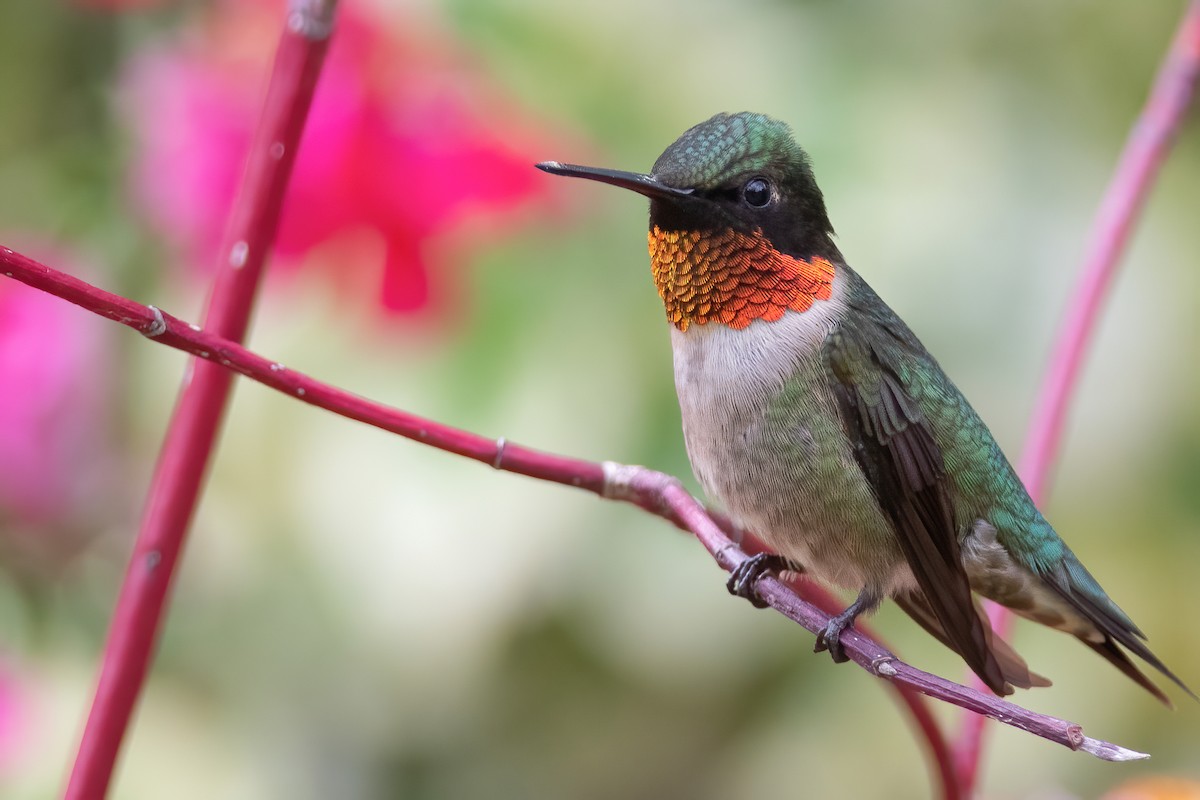 Ruby-throated Hummingbird - ML343633951