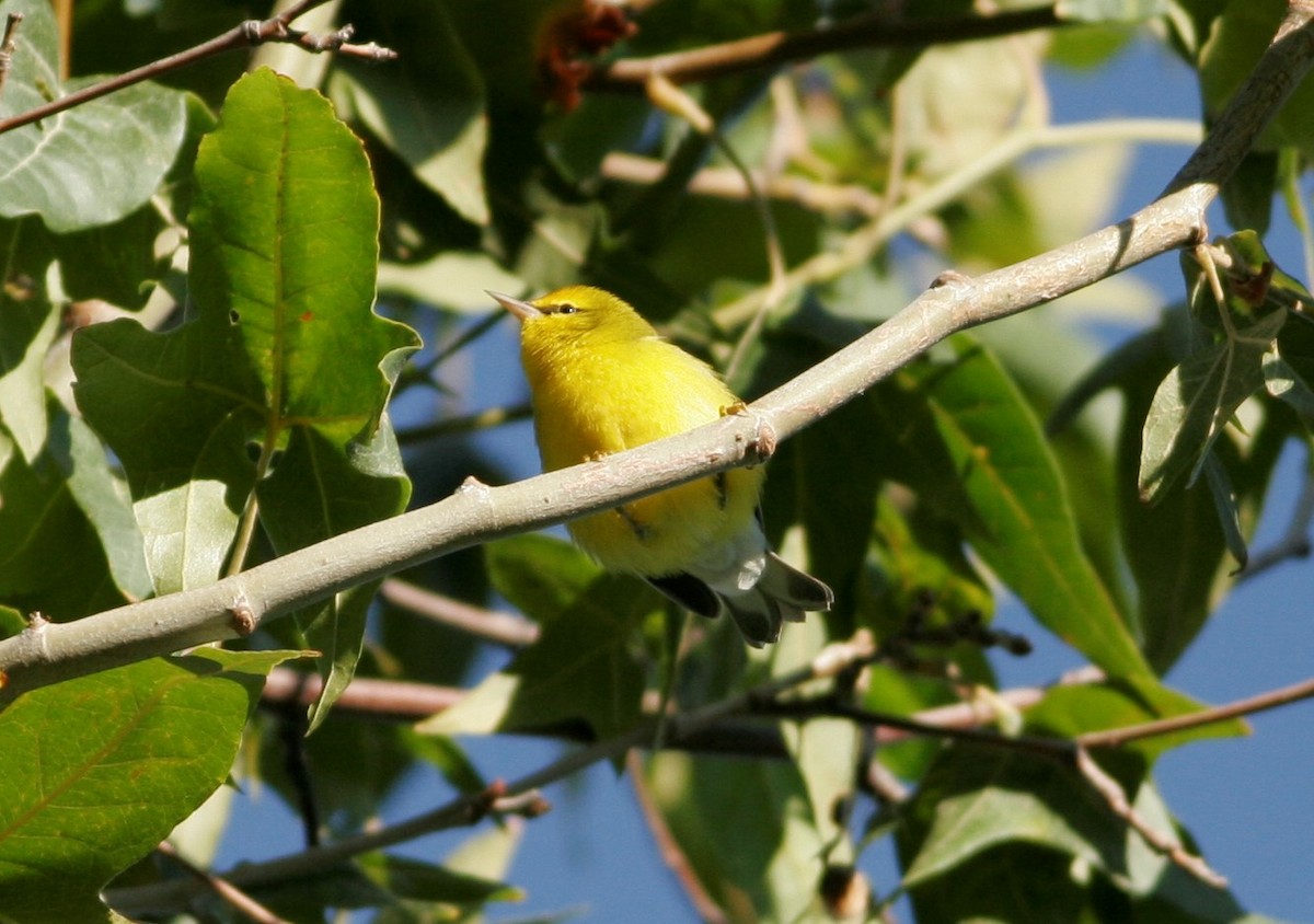 Blue-winged Warbler - Wyatt Egelhoff