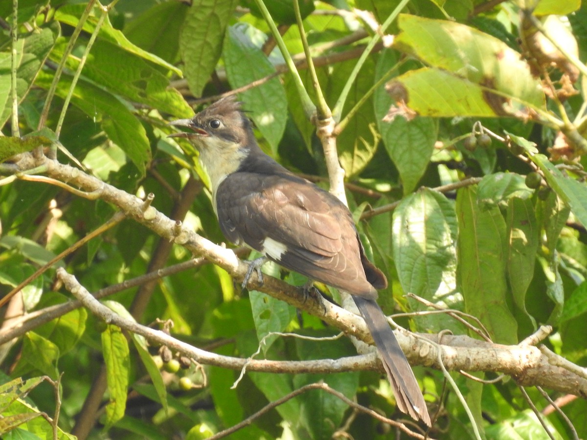 Pied Cuckoo - ML343634551