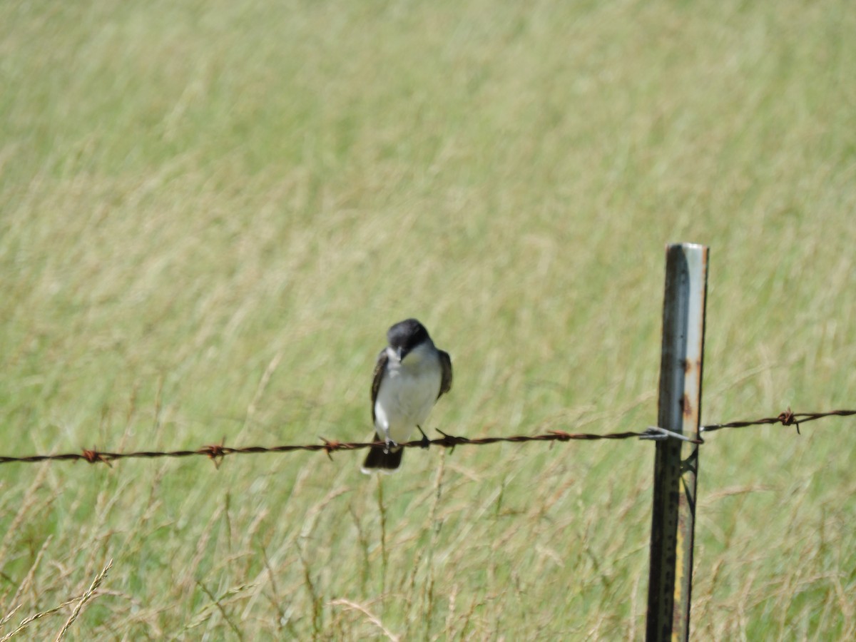 Eastern Kingbird - ML343635741