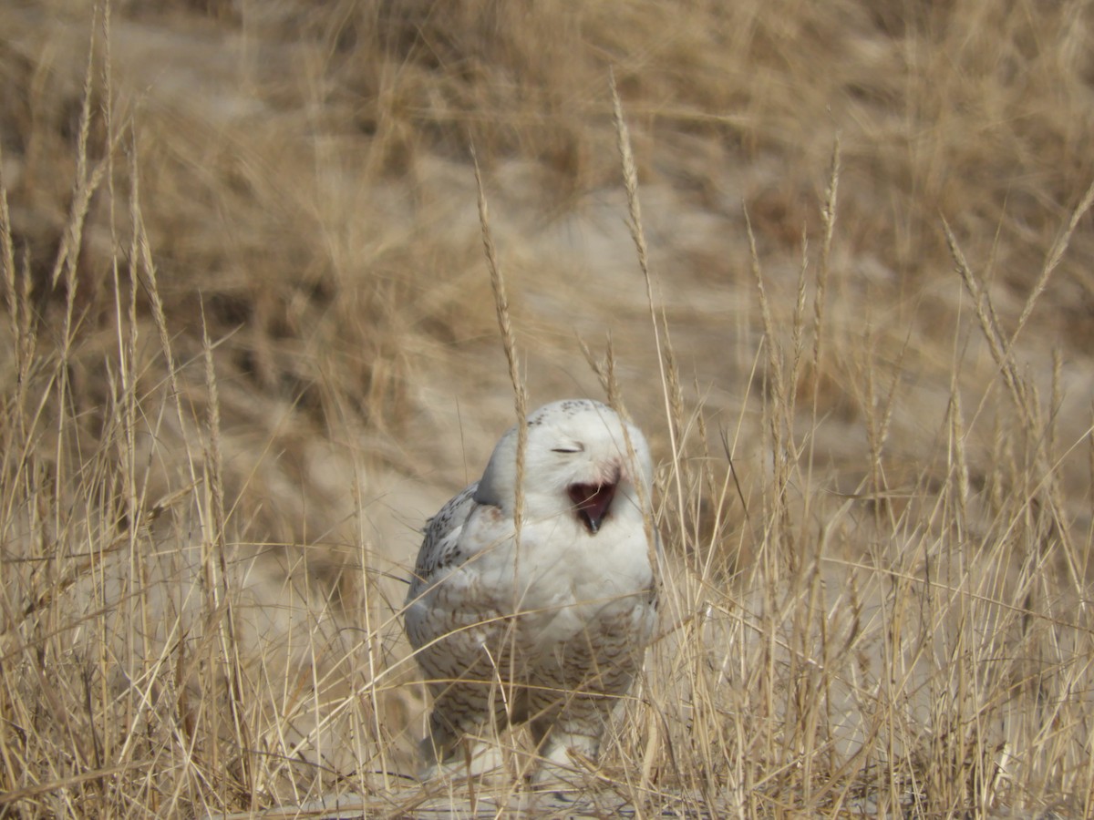 Snowy Owl - ML343636041