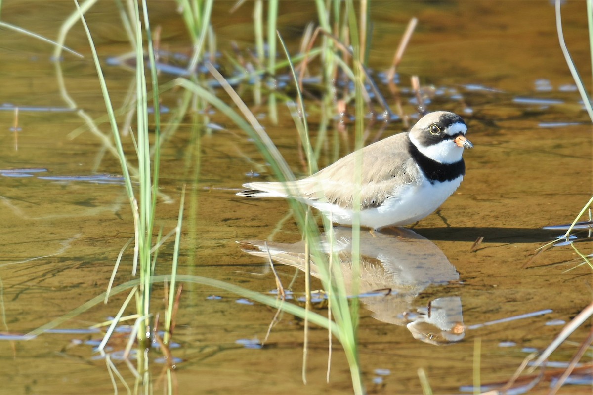 Semipalmated Plover - Marc Poirier