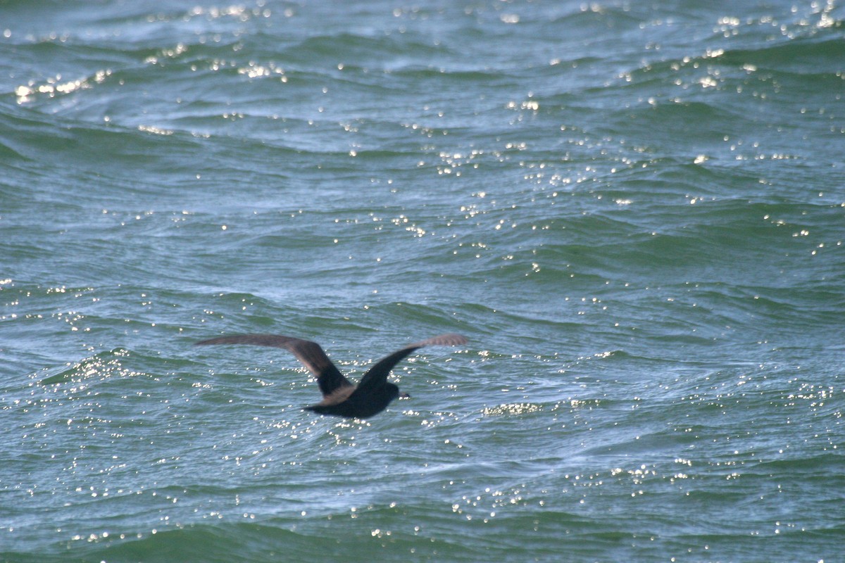 Flesh-footed Shearwater - Pierre Howard