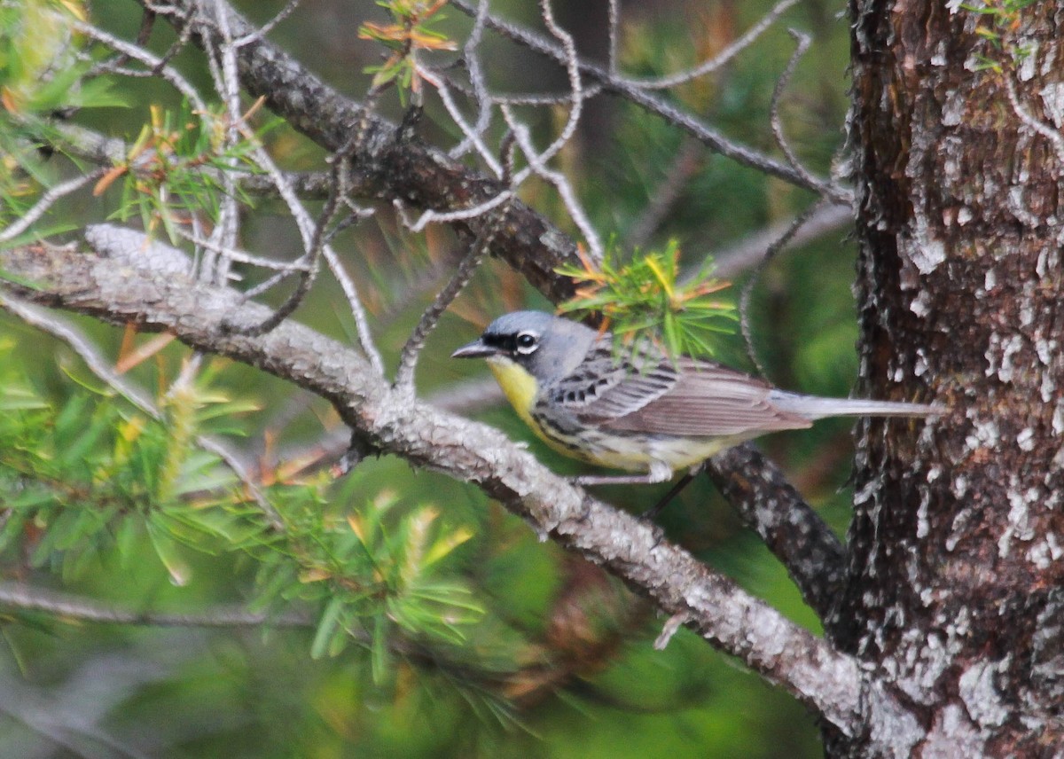 Kirtland's Warbler - ML343639021