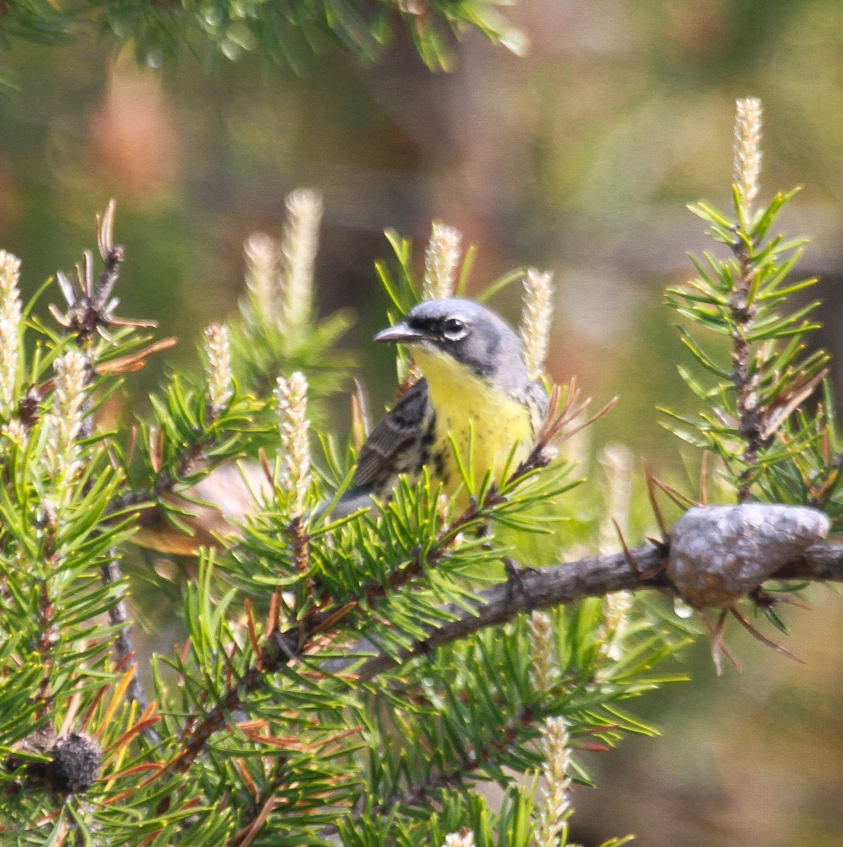 Kirtland's Warbler - ML343639031