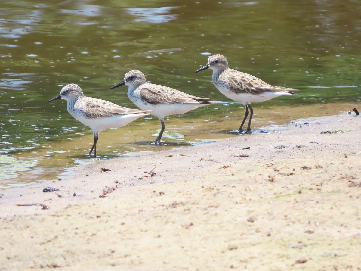 Gambecchio semipalmato - ML343642191