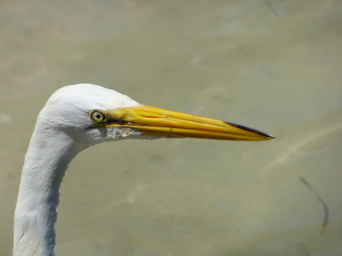 Great Egret - ML343642621