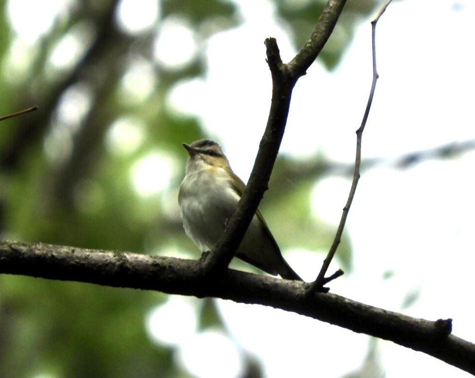 Red-eyed Vireo - ML343643001