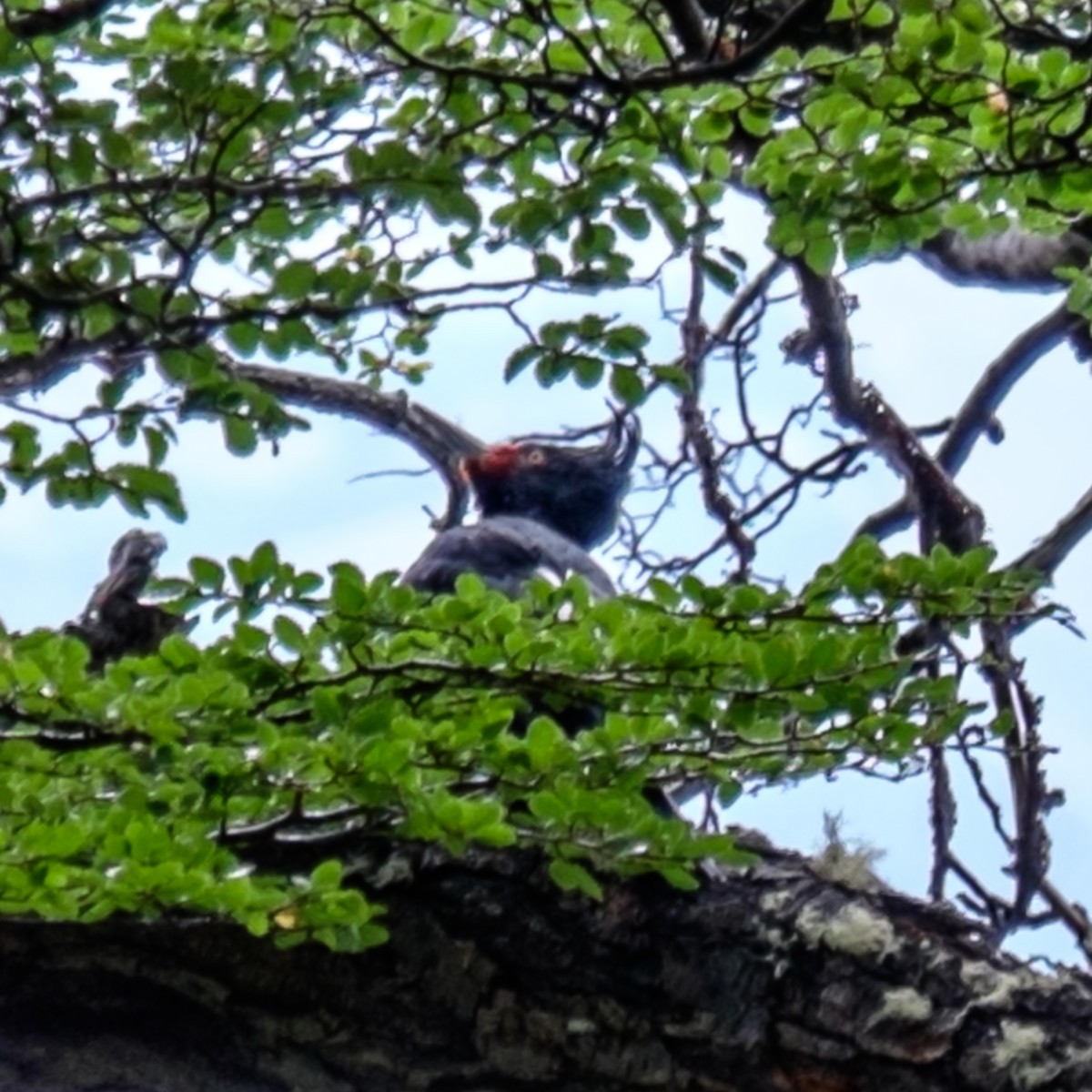 Magellanic Woodpecker - ML34364421