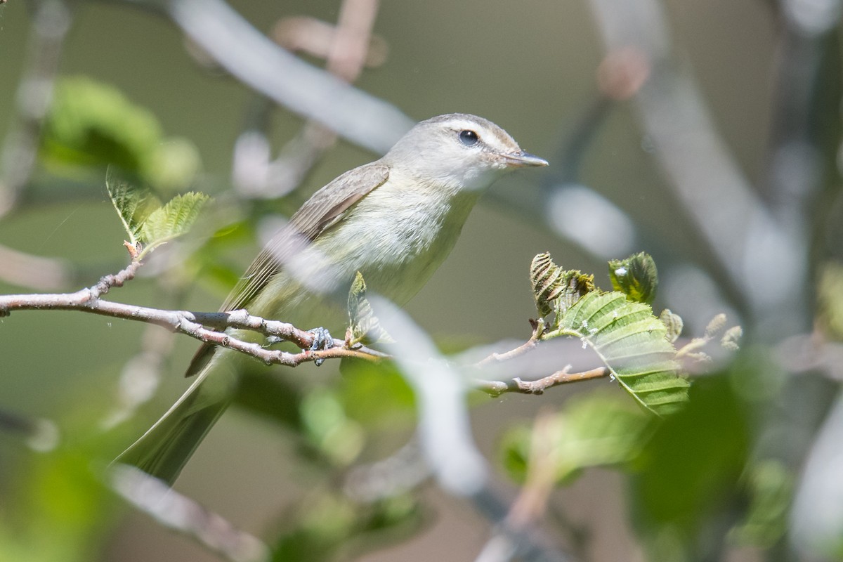 Warbling Vireo - Jeff Bleam