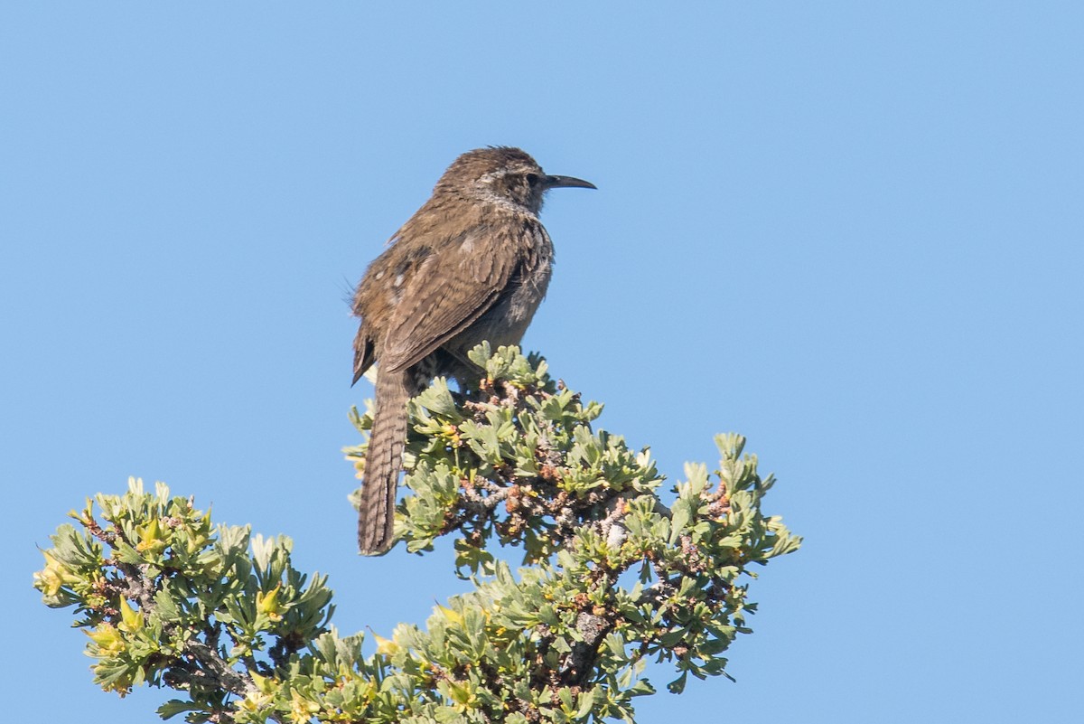 Bewick's Wren - ML343645071