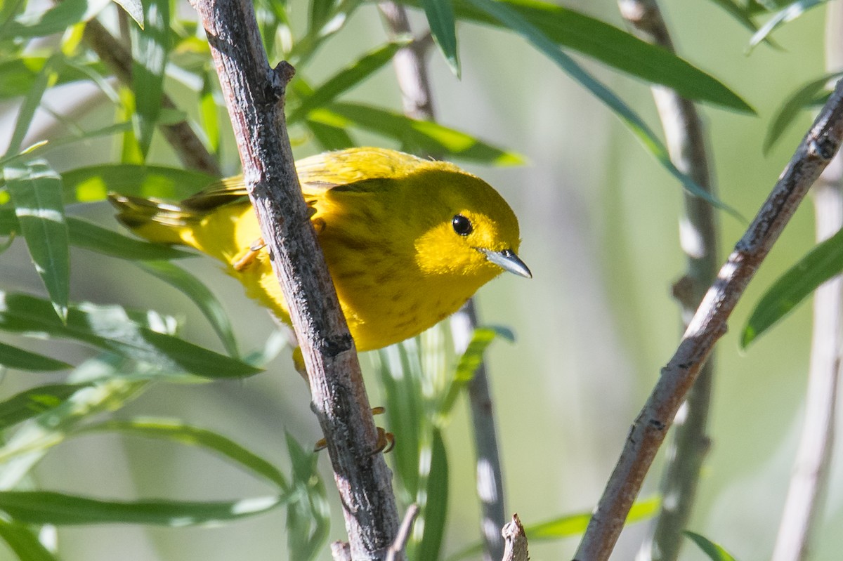 Yellow Warbler (Northern) - ML343645291