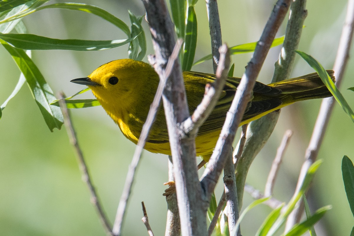 Yellow Warbler (Northern) - ML343645301