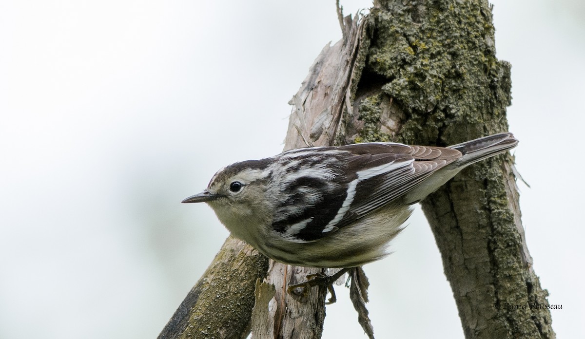 Black-and-white Warbler - ML343645511