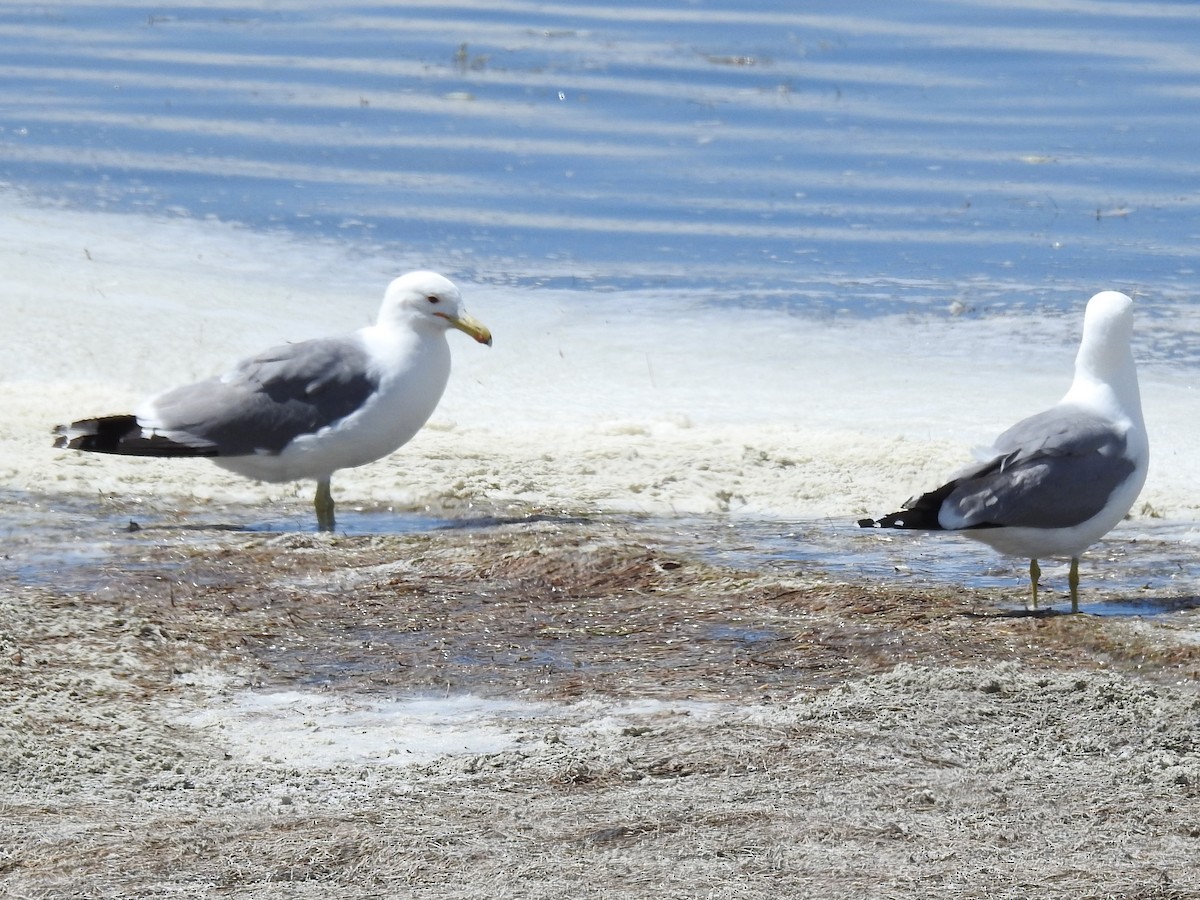 California Gull - ML343646551