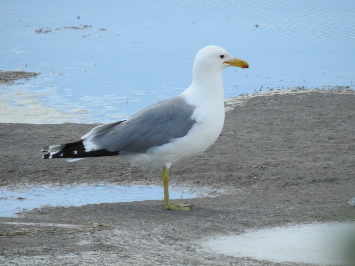 California Gull - ML343646581