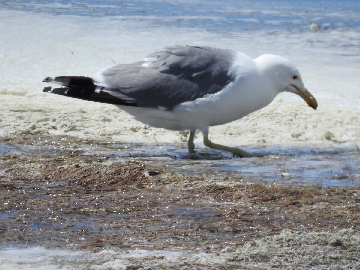 California Gull - ML343646591