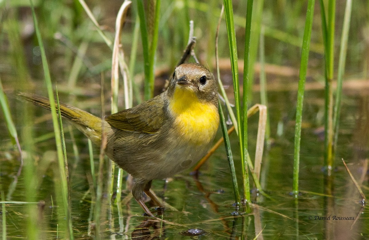 Common Yellowthroat - ML343648661