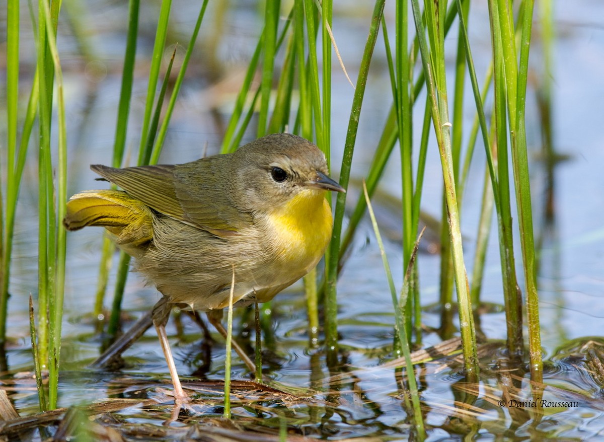 Common Yellowthroat - ML343648671