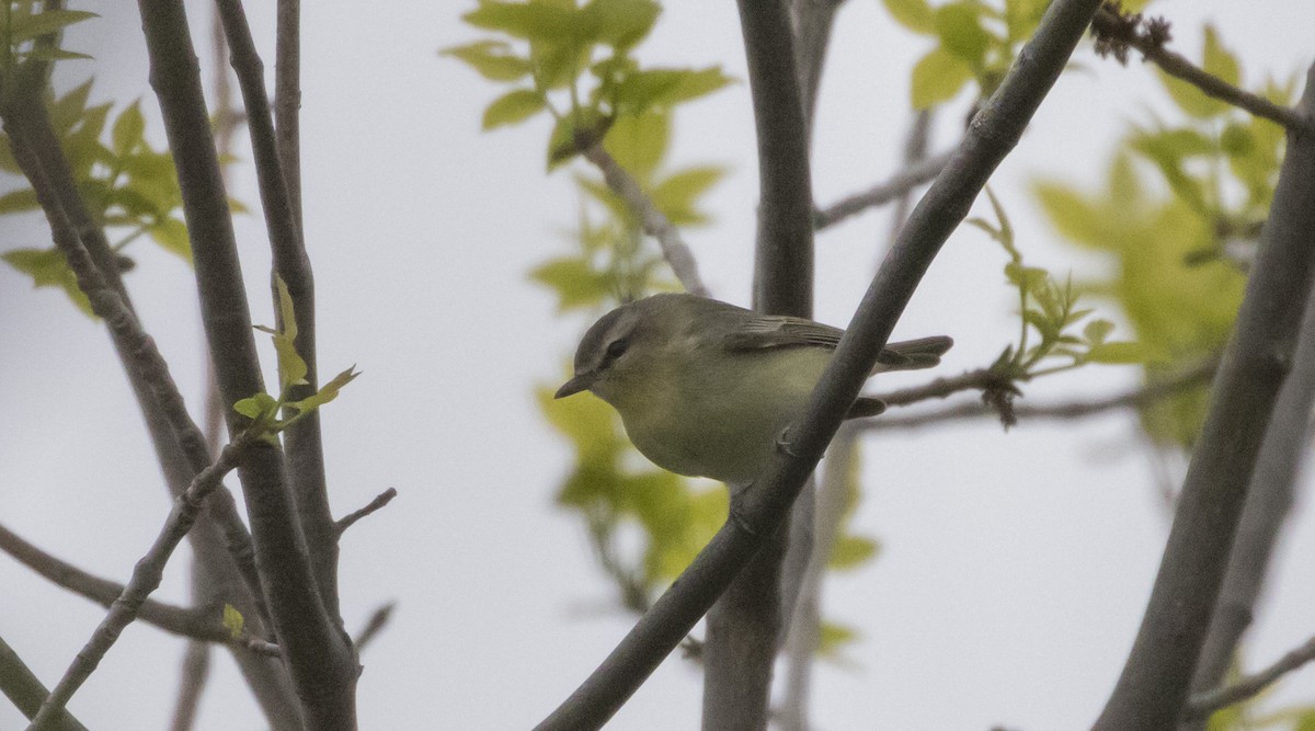 Philadelphia Vireo - ML343649651