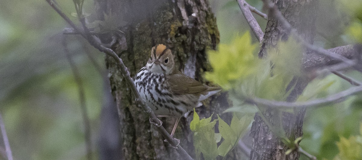 Ovenbird - ML343649691