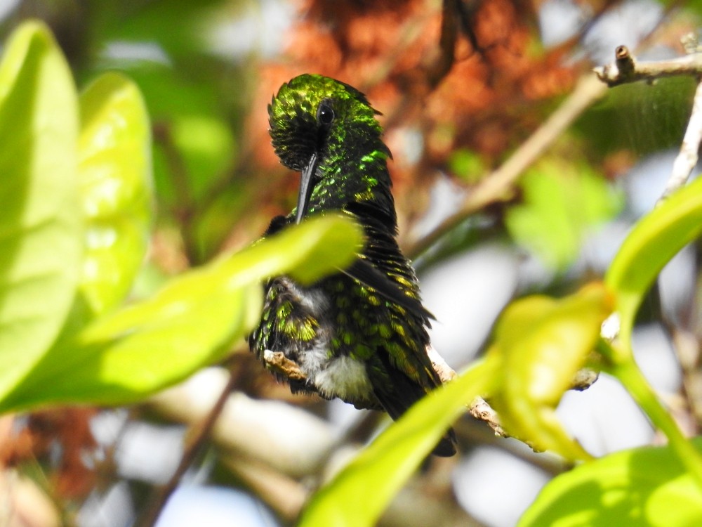 kolibřík venezuelský - ML343652991