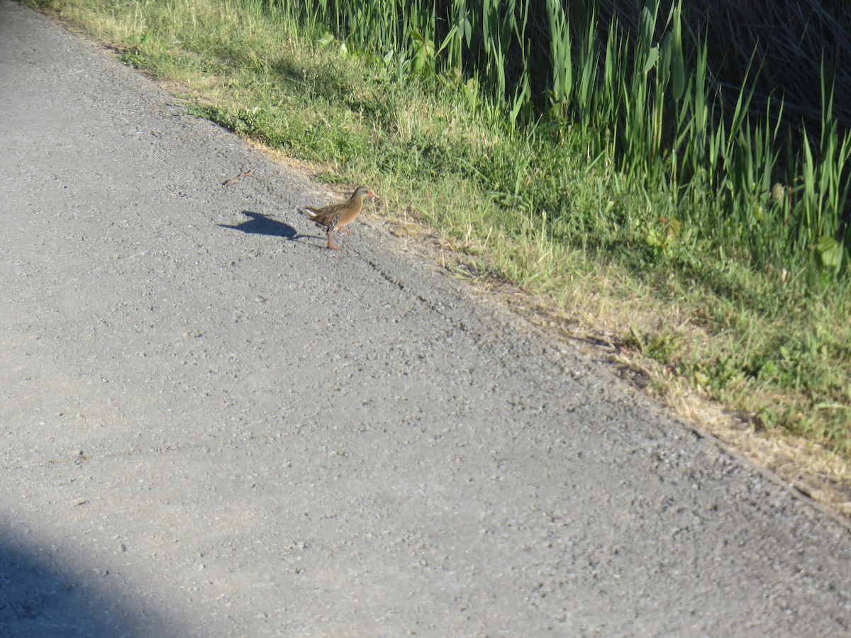 Virginia Rail - ML343653641